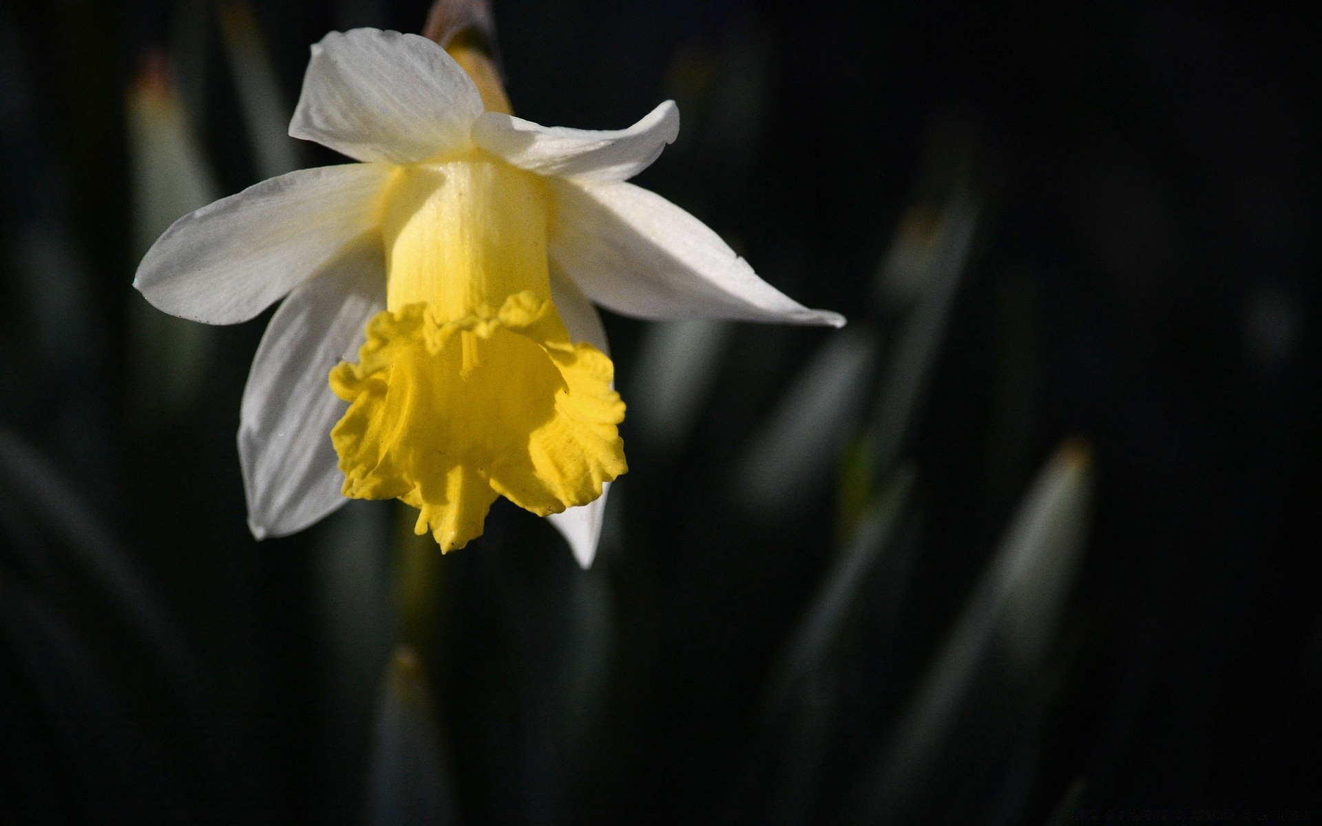 schwarz blume natur narzisse flora blatt lampe narzisse blütenblatt wachstum garten