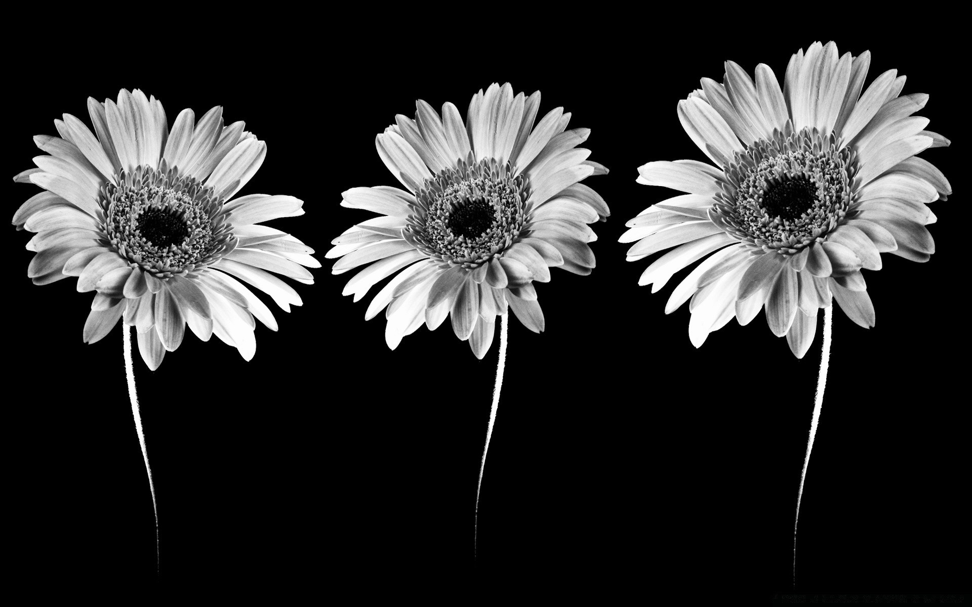 black flower flora floral petal nature summer blooming bright beautiful color gerbera garden close-up leaf bouquet