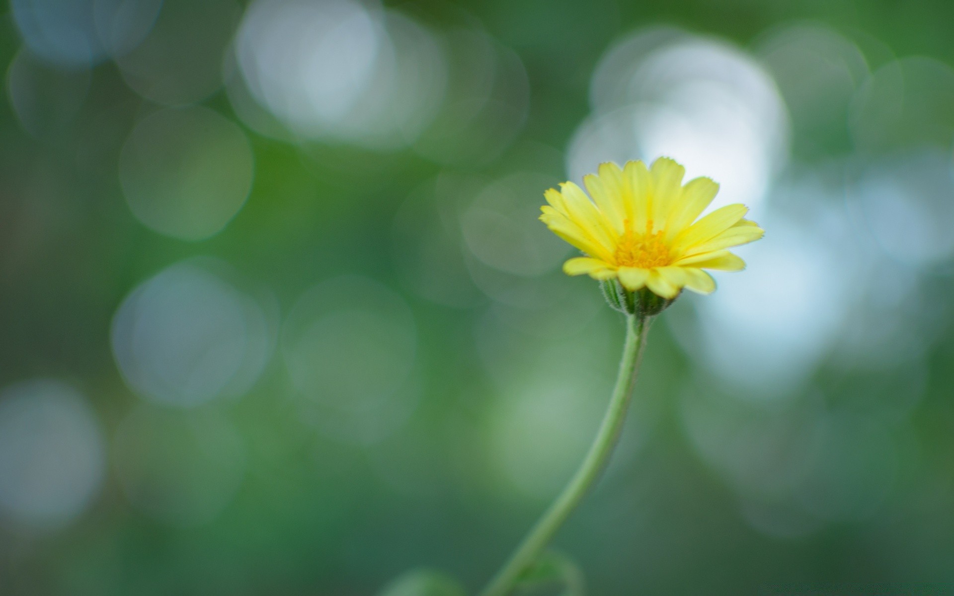 bokeh nature flore été lumineux feuille fleur couleur croissance flou jardin gros plan beau temps bureau