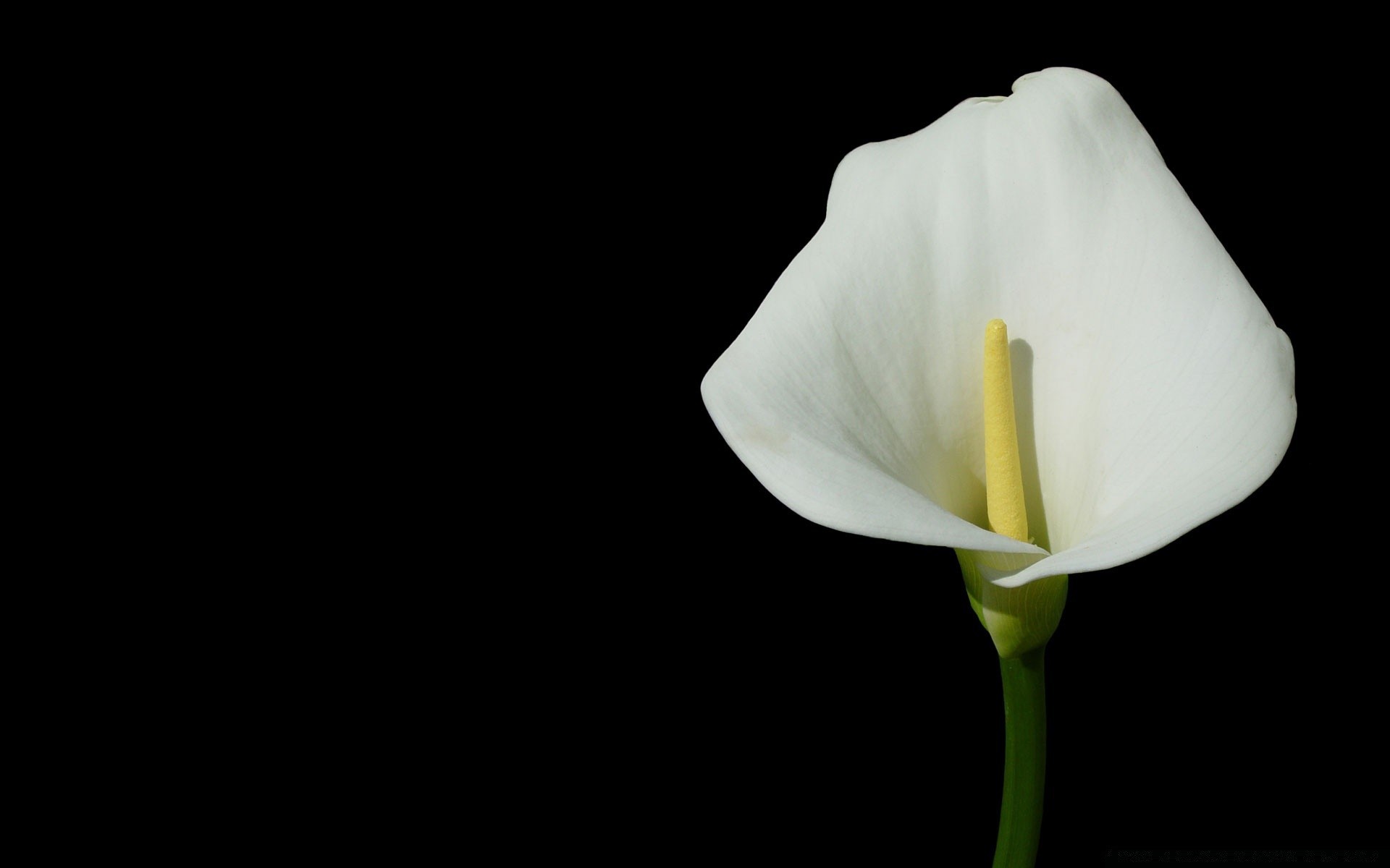 czarny kwiat natura flora liść dekolt kolor