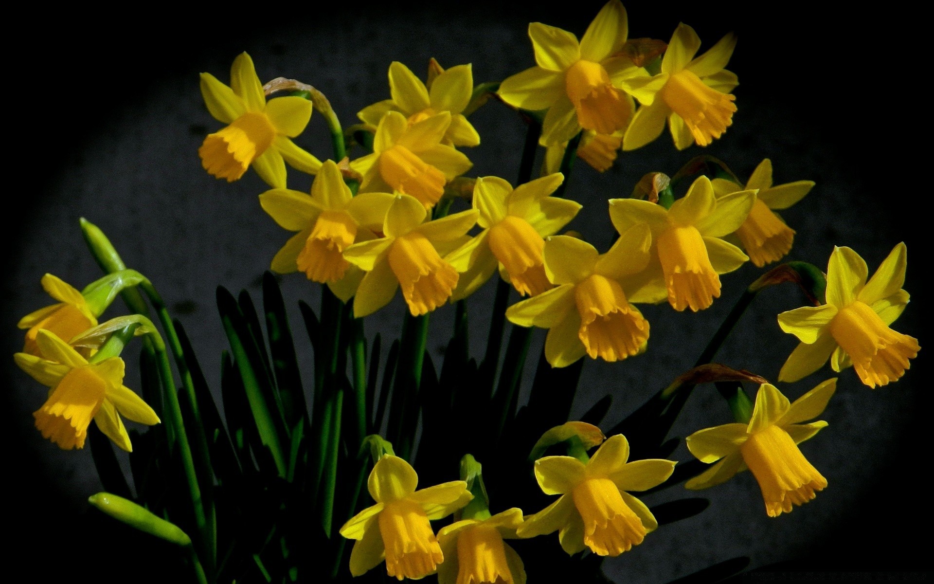 schwarz narzisse blume ostern narzisse flora natur farbe garten blumen blütenblatt blühen lampe hell blatt schließen wachstum