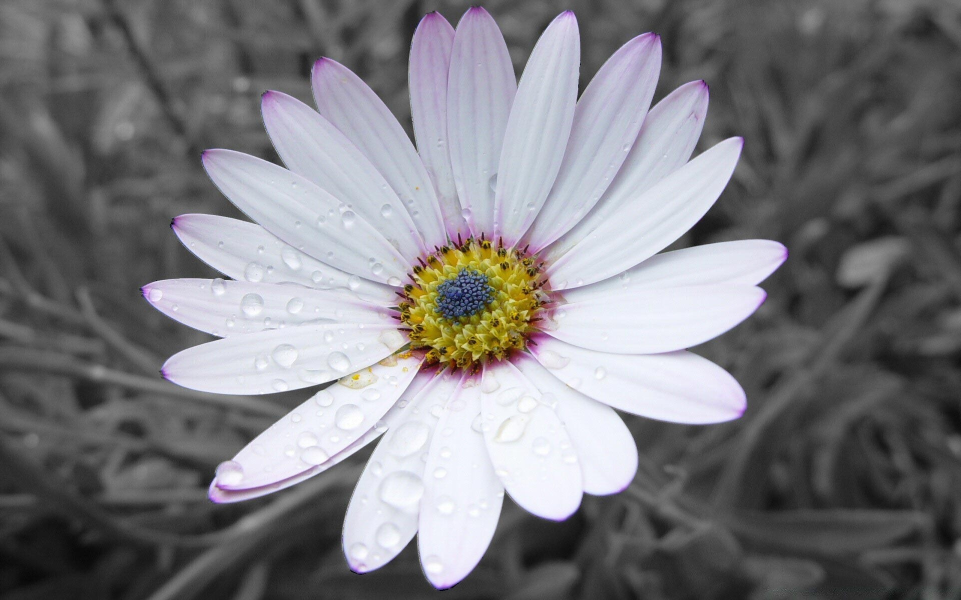 black flower nature flora petal blooming summer floral garden beautiful leaf close-up color bright