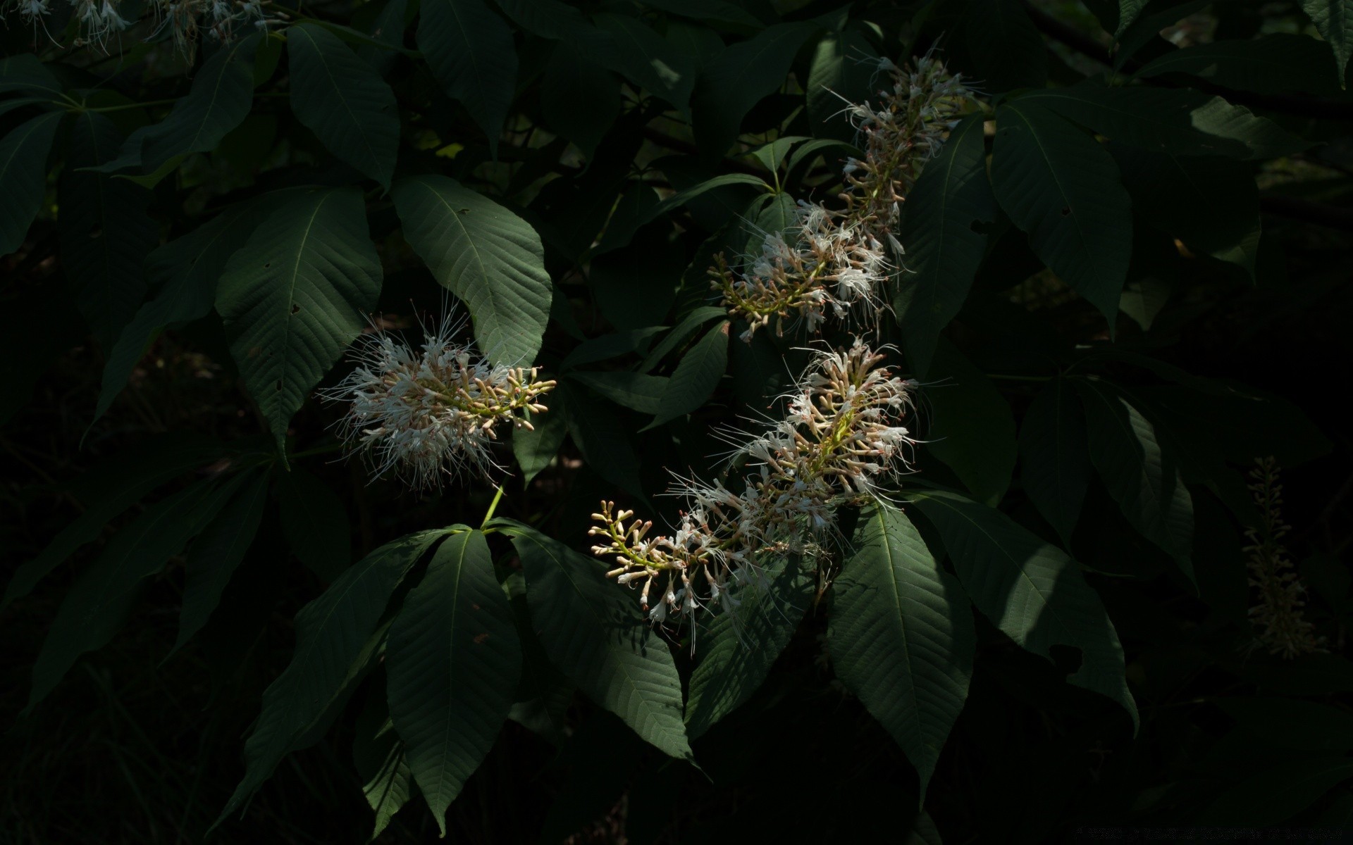 preto folha flor natureza flora ao ar livre jardim luz árvore crescimento