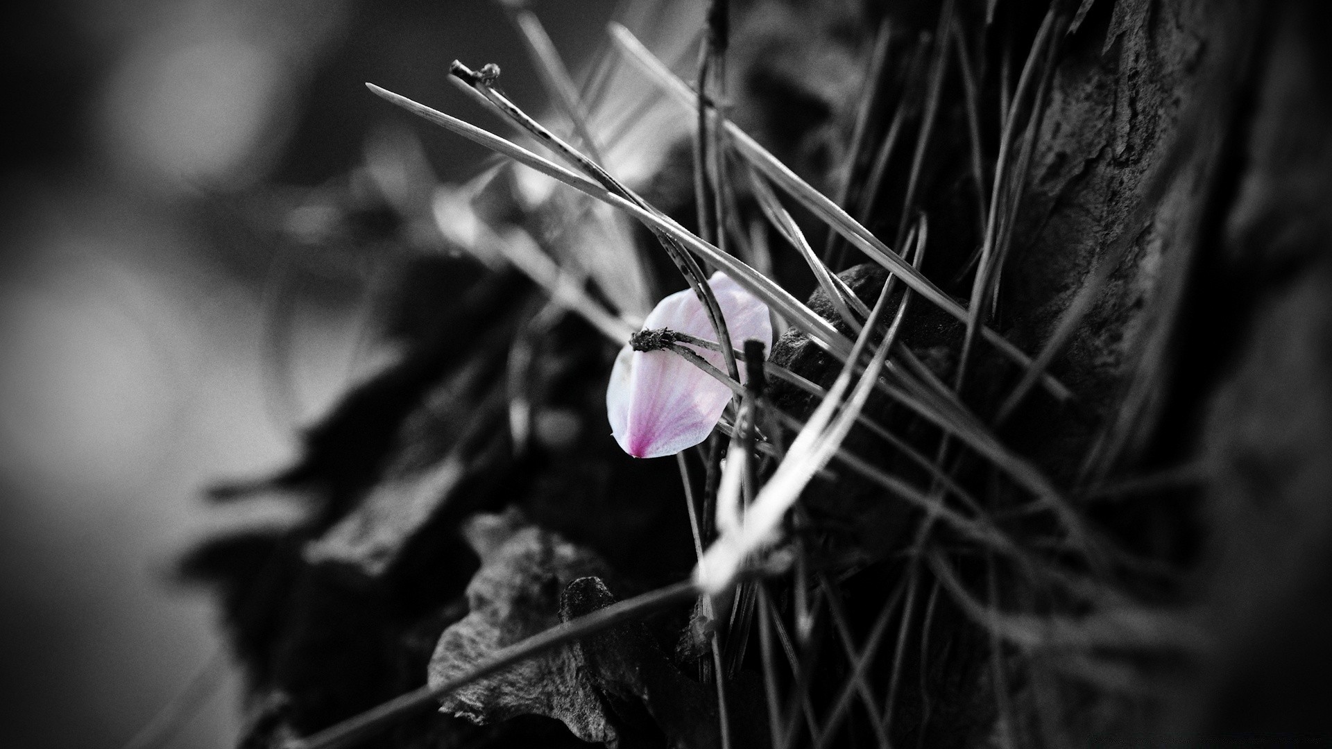 black flower blur nature light insect