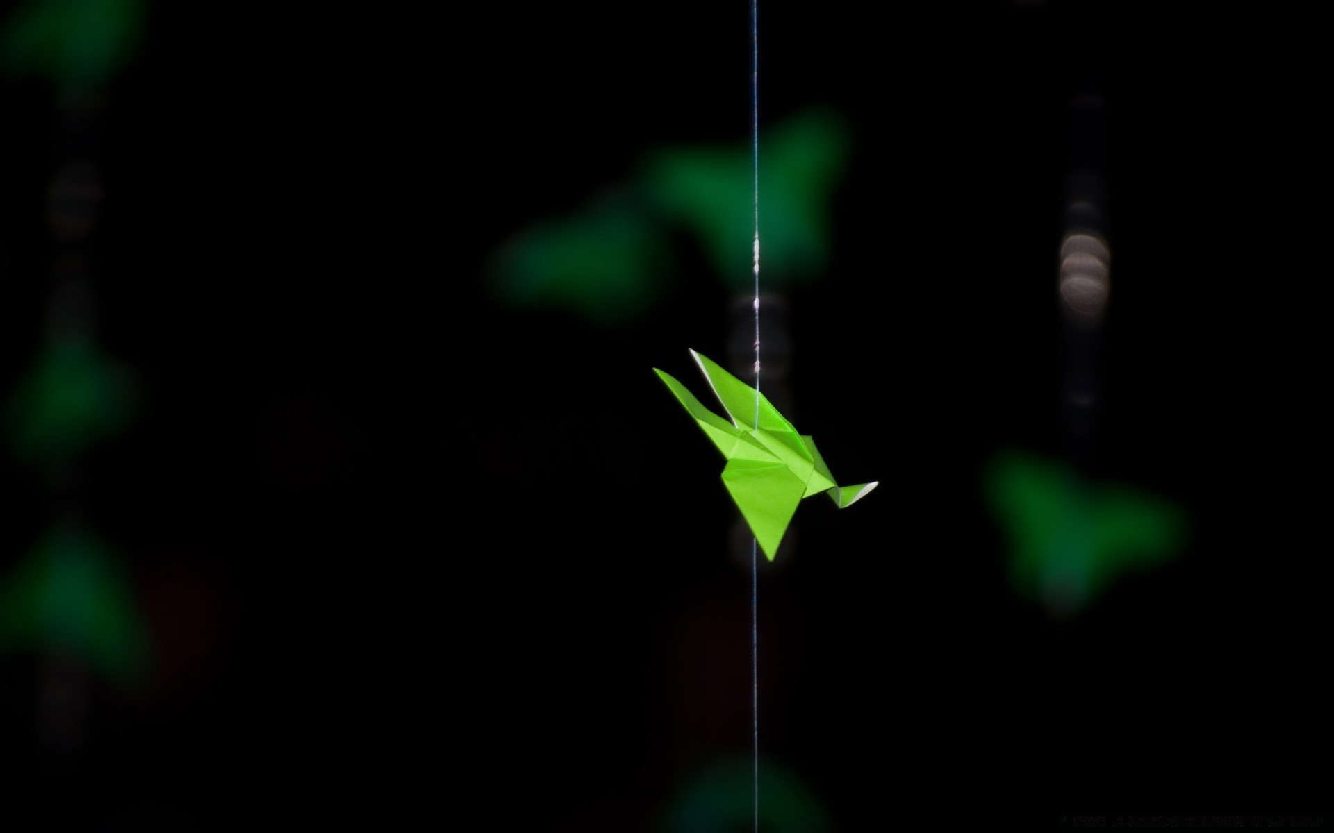 black leaf flora nature light