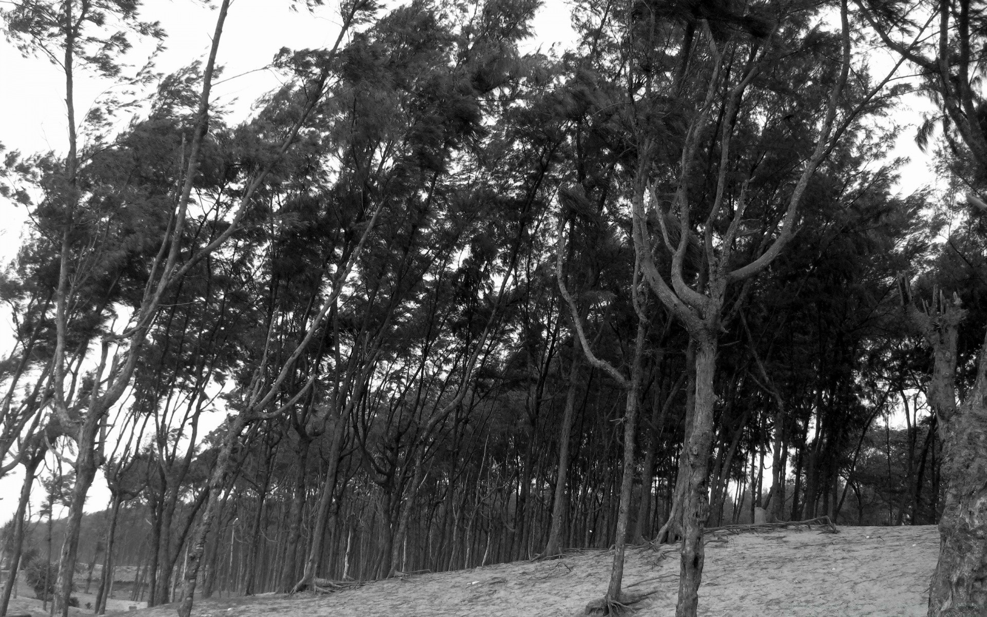 black tree wood nature landscape leaf branch outdoors park