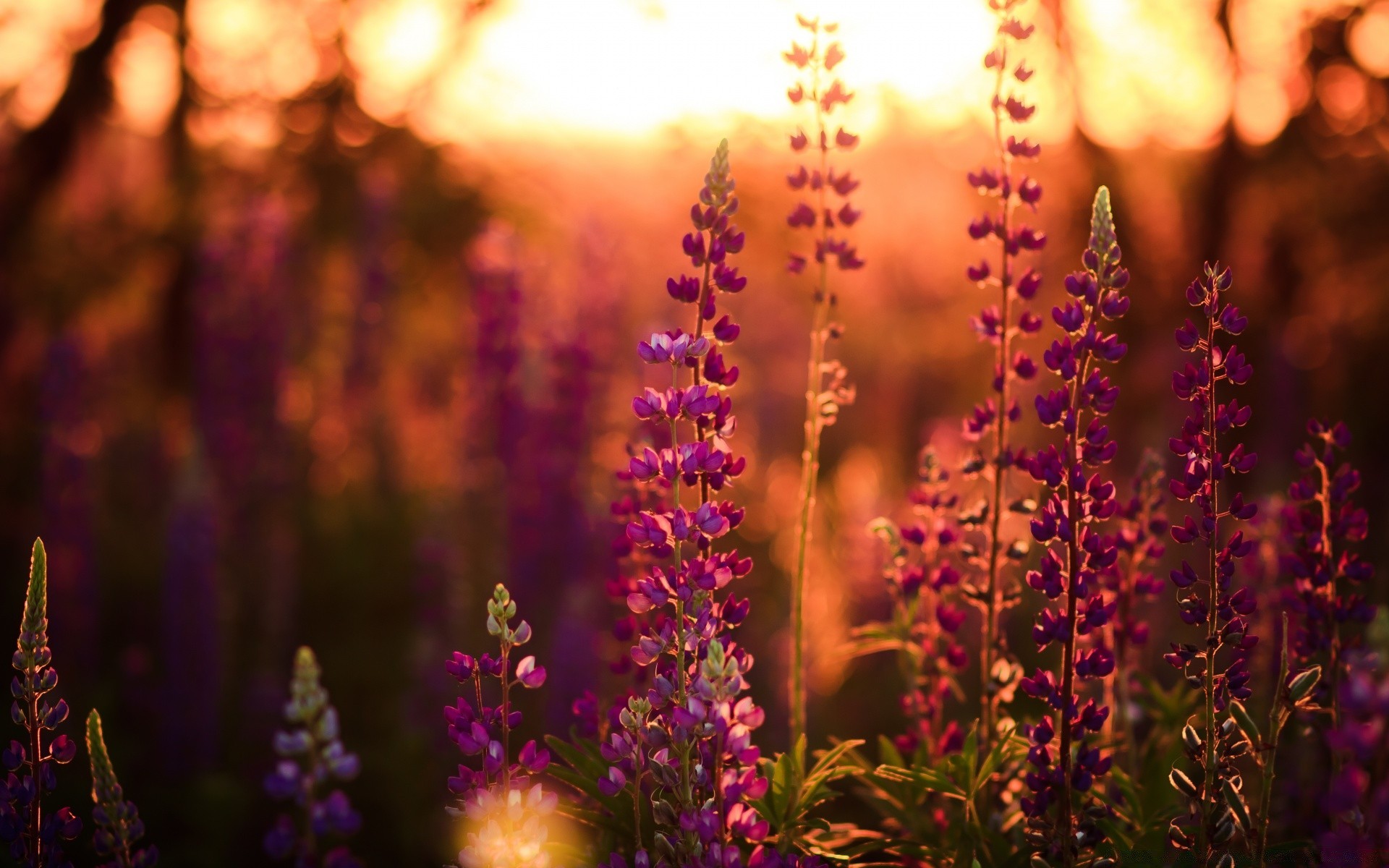 bokeh flor natureza sol verão brilhante cor folha flora borrão luz ao ar livre