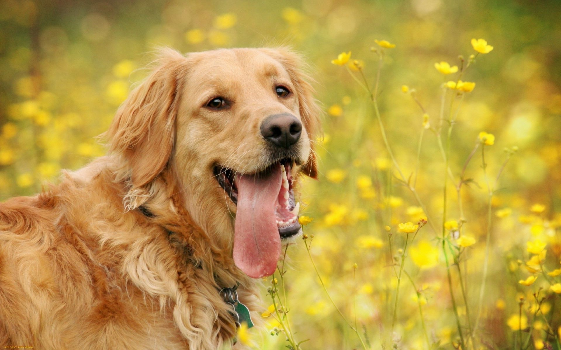 cani cane carino animale domestico animale erba mammifero ritratto canino natura cucciolo domestico pelliccia