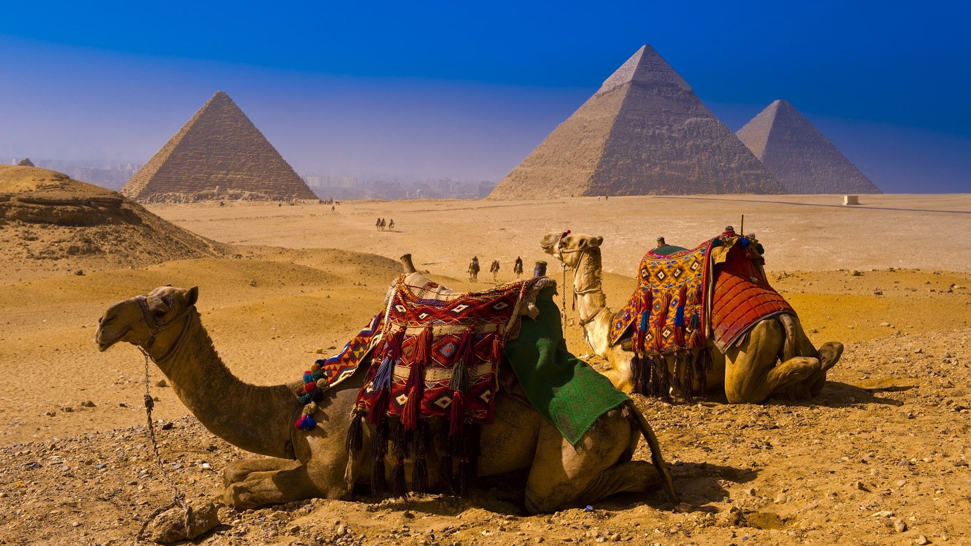 lugares famosos camelo pirâmide deserto beduíno esfinge viagens faraó mamífero camelo árabe dois túmulo um nómada areia sentado luz do dia seco trem turismo