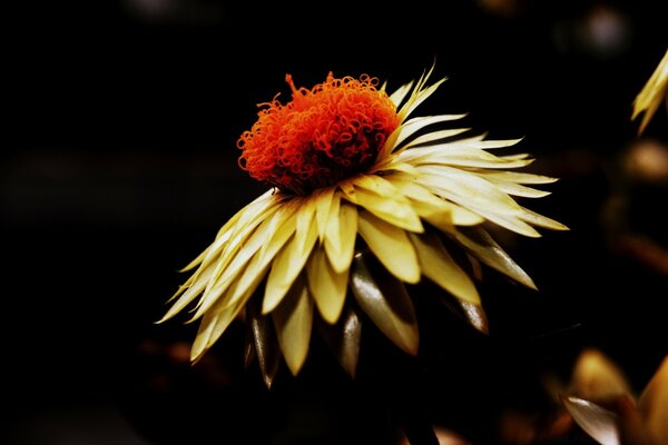 A misteriosa vida noturna da flora