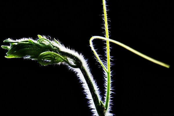 Grüner Spross auf schwarzem Hintergrund