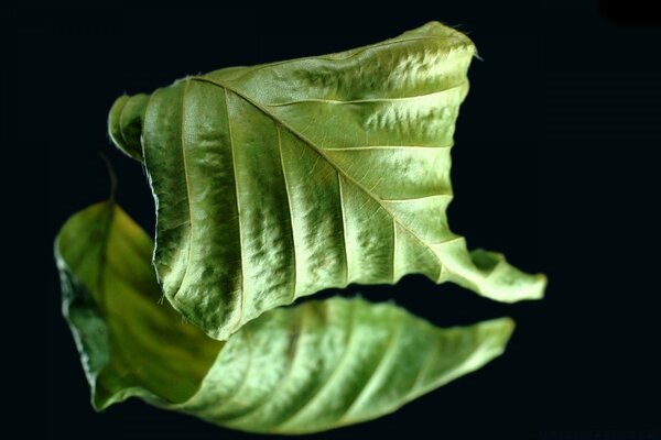 Hoja marchita. Aliento de la naturaleza