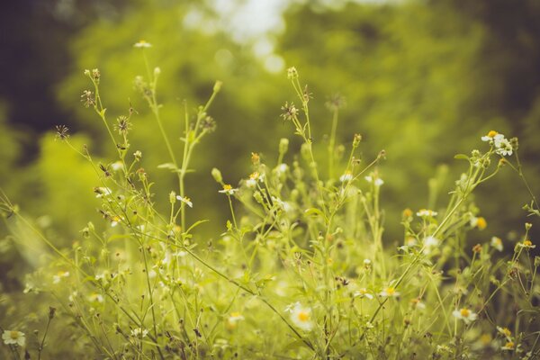 Fiori di Margherita in un campo su uno sfondo di foresta