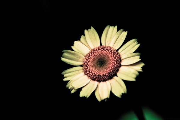 Flor amarela no fundo preto da noite