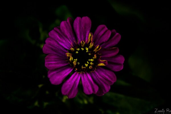 Purple flower on a black background