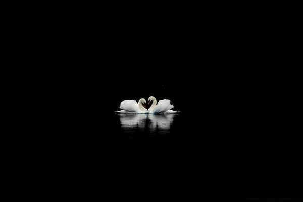 Two swans undisturbed in the moonlight