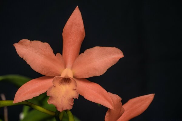 Primer plano de orquídea naranja