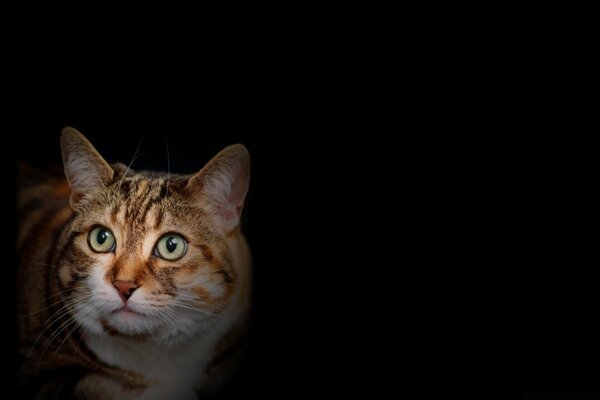 Retrato de un gato con ojos sorprendidos