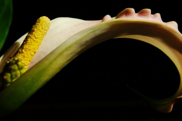 Flowers on a black van decoration