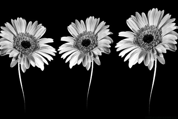 Gerberas en blanco y negro sobre negro