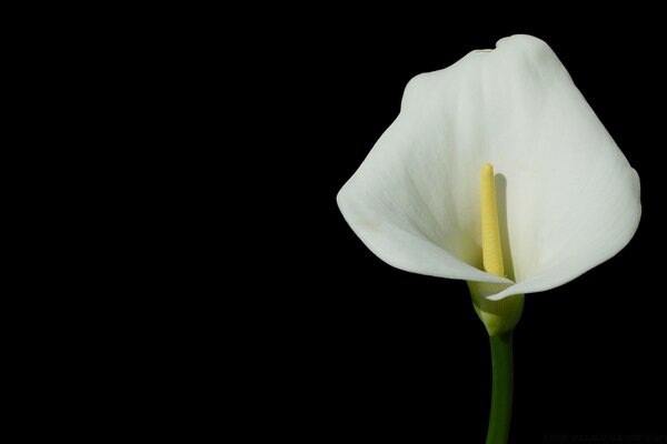 Weiße Blume auf der rechten Seite auf schwarzem Hintergrund