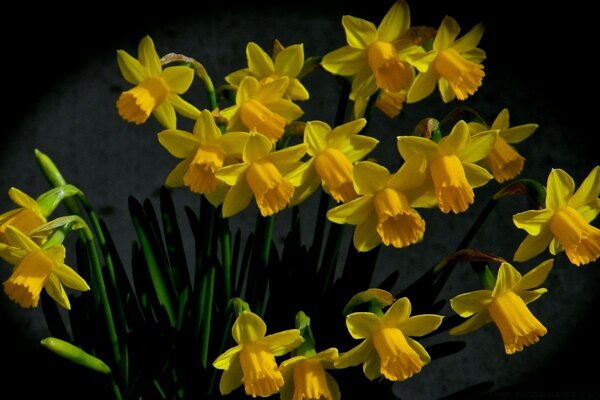 Nostalgic bouquet of yellow daffodils