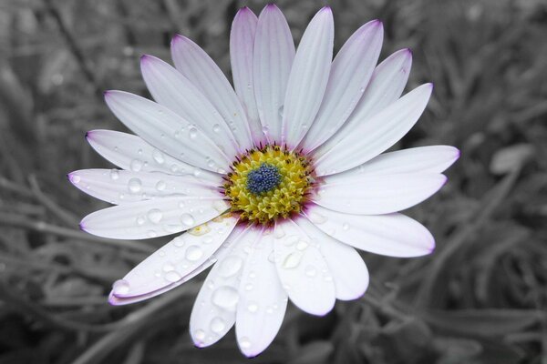 Gotas de rocío en la flor