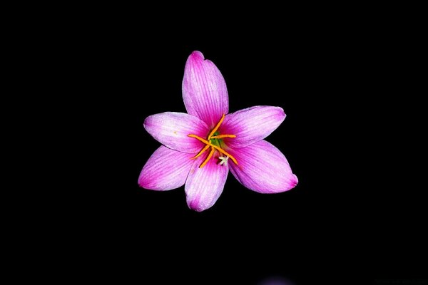 Flower petal on black color