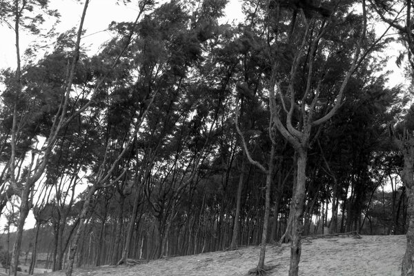 Black and white photo of a group of trees