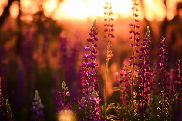 Amanecer en el fondo de un campo con flores