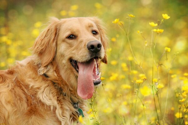 Cute dog with a tongue on the gun