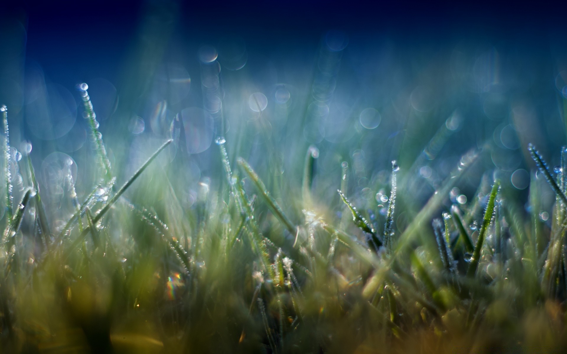 bokeh grama feno sol campo gramado bom tempo jardim natureza amanhecer flora verão orvalho luz queda crescimento rural borrão folha exuberante