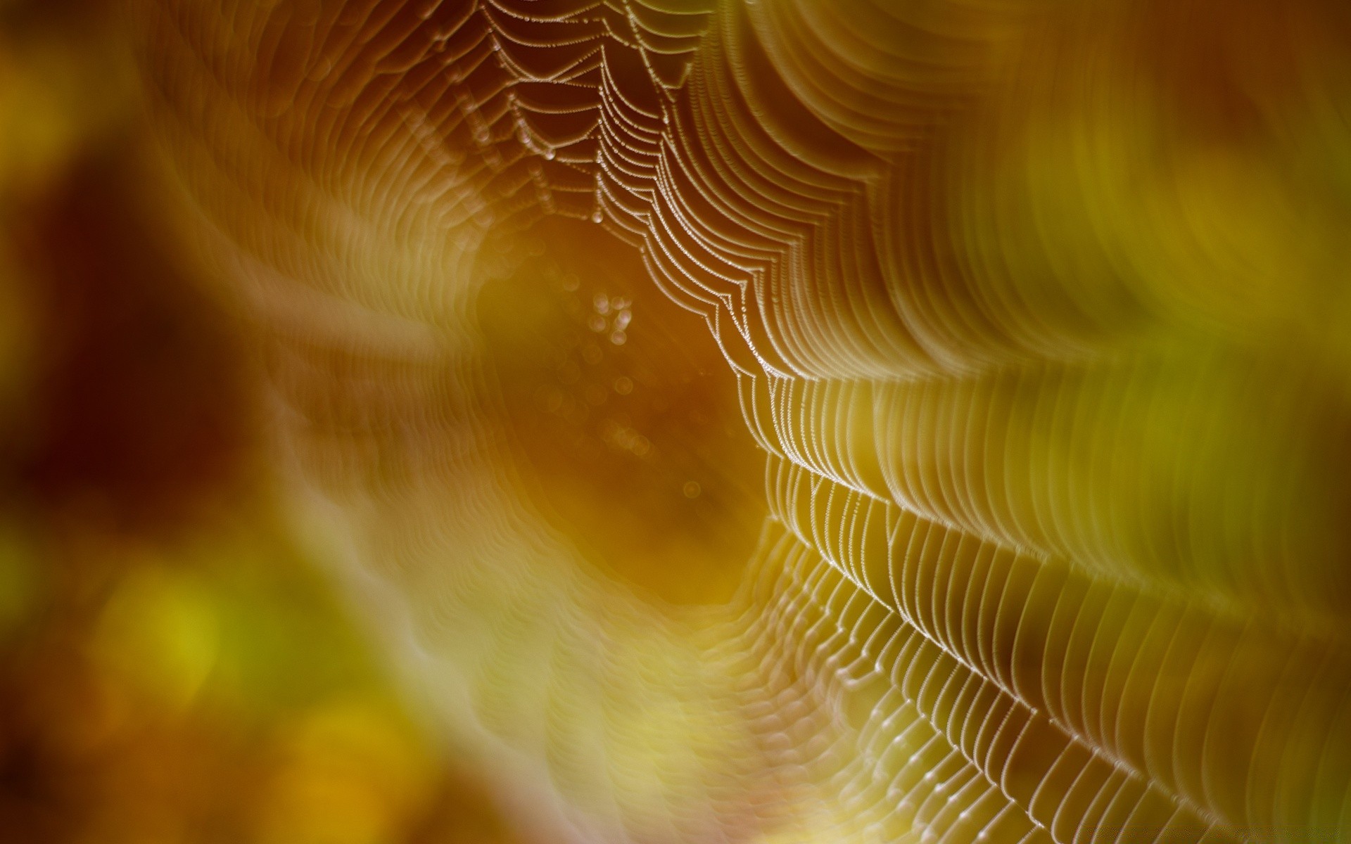 bokeh ışık soyut doku bulanıklık örümcek renk masaüstü doğa desen omurgasızlar sanat tasarım parlak web su