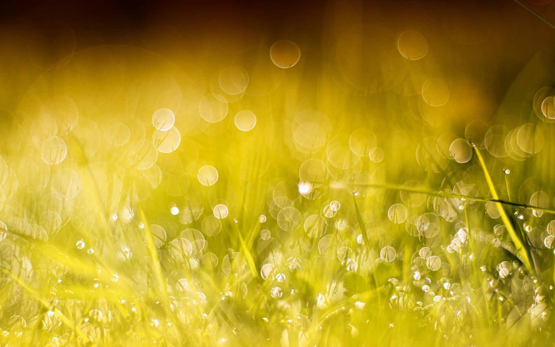 bokeh desktop nature color dew rain bright shining light drop summer blur wet