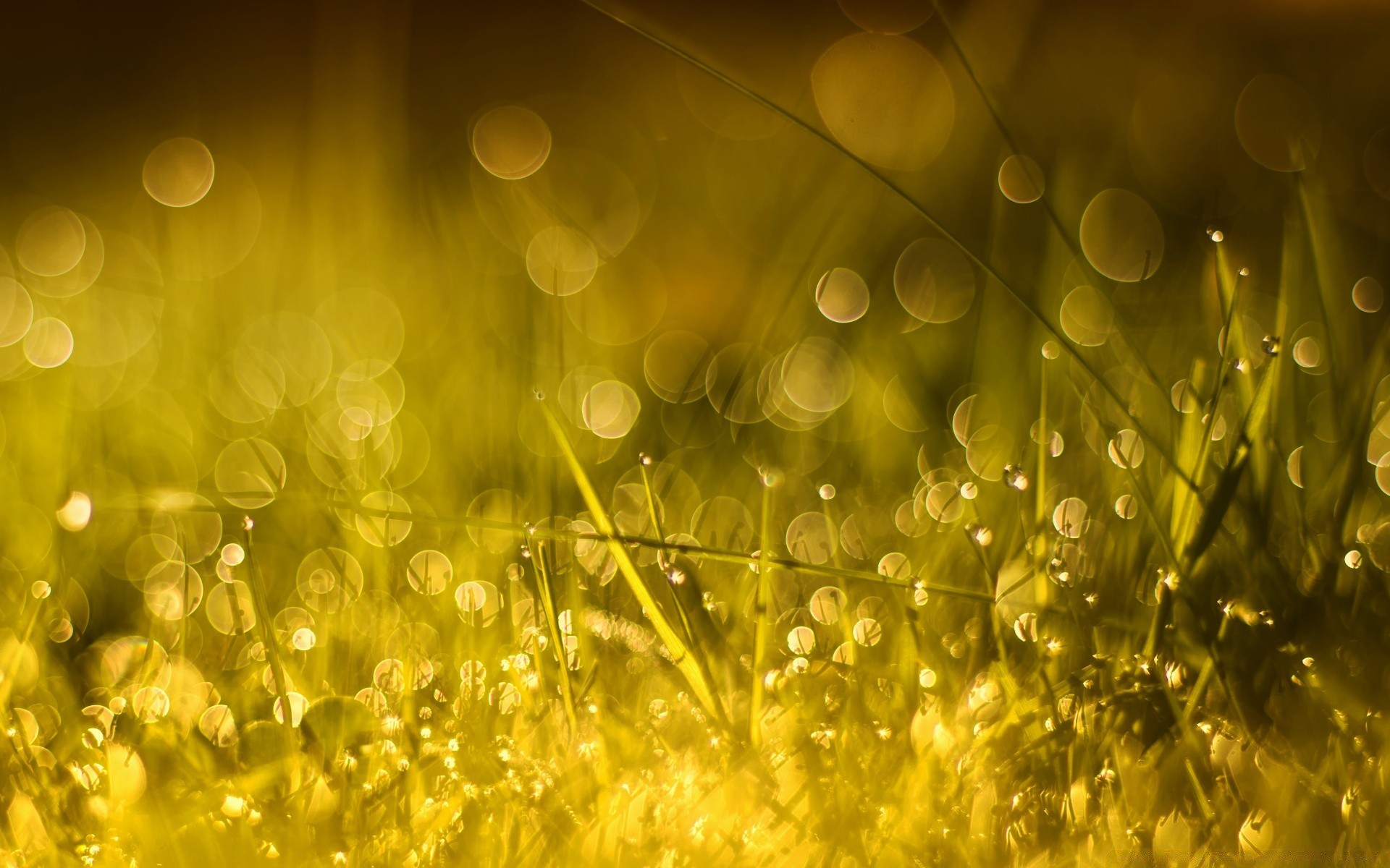 bokeh color bright desktop gold shining sun blur grass nature season luminescence flora field vibrant hayfield light garden lawn summer abstract