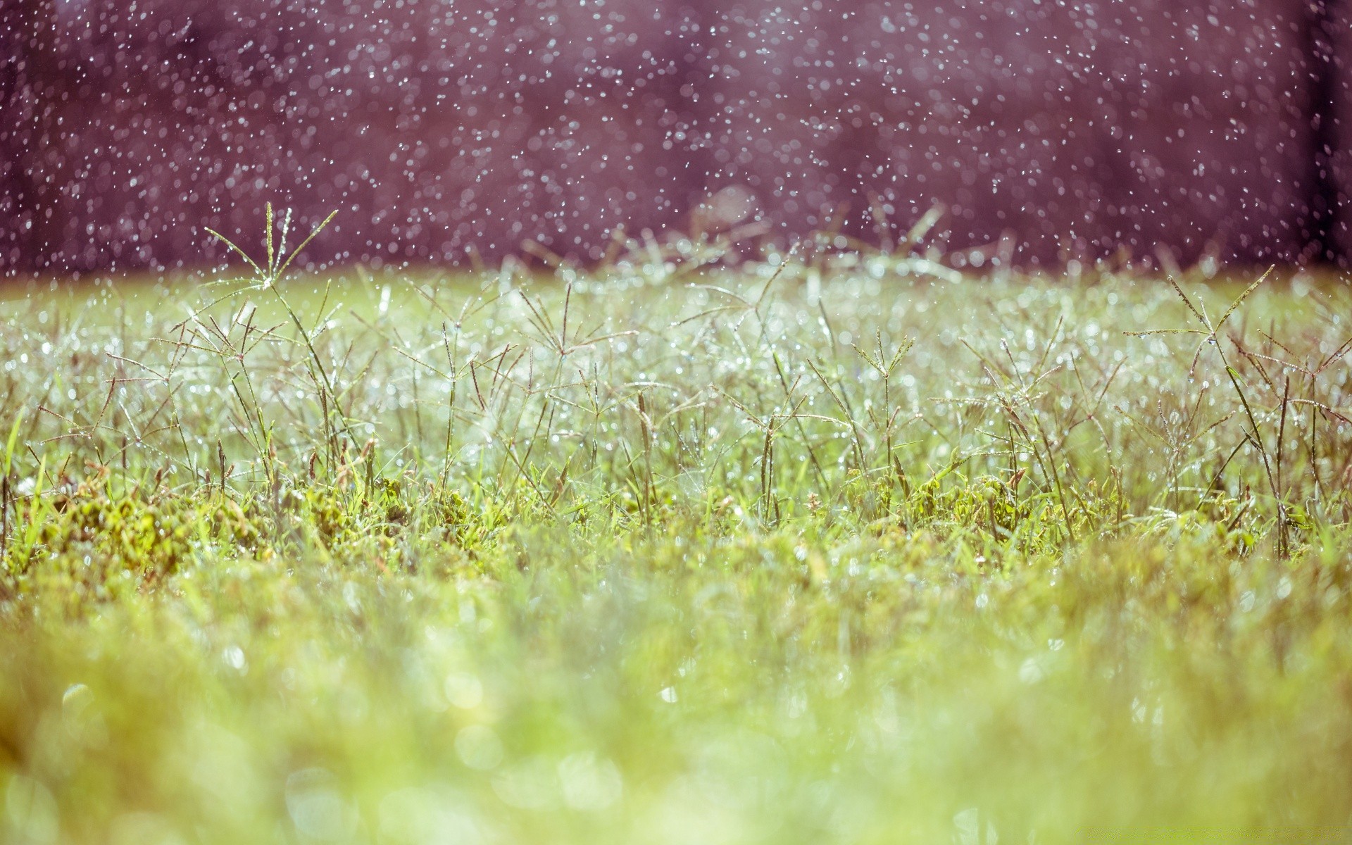 bokeh grass field desktop nature texture color summer season hayfield bright flora garden sun landscape soil growth abstract blur