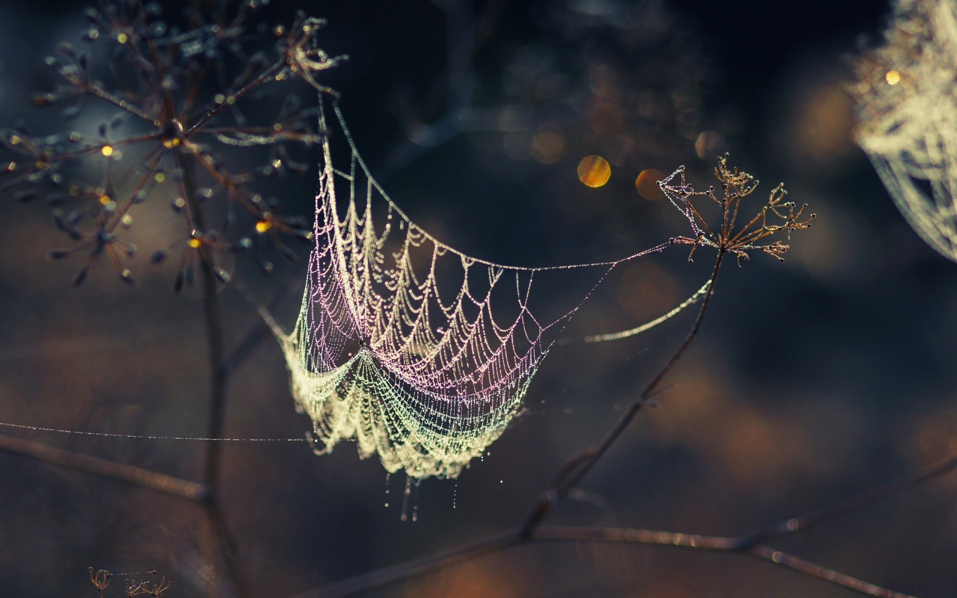 bokeh spider spiderweb trap cobweb nature arachnid web outdoors insect pattern light desktop invertebrate danger dark