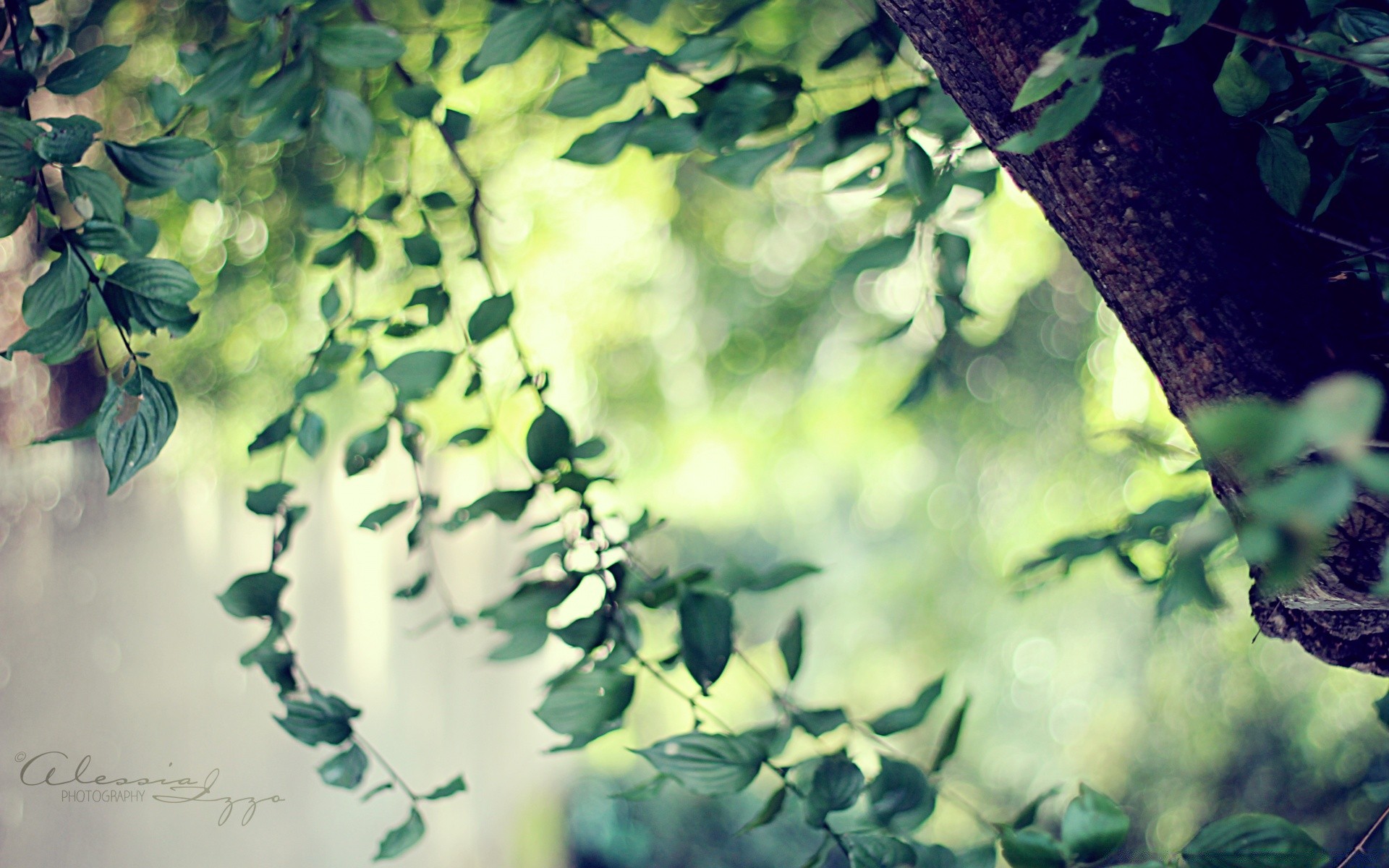 bokeh liść natura drzewo drewno flora pulpit ogród lato na zewnątrz wzrost rozmycie oddział kolor światło