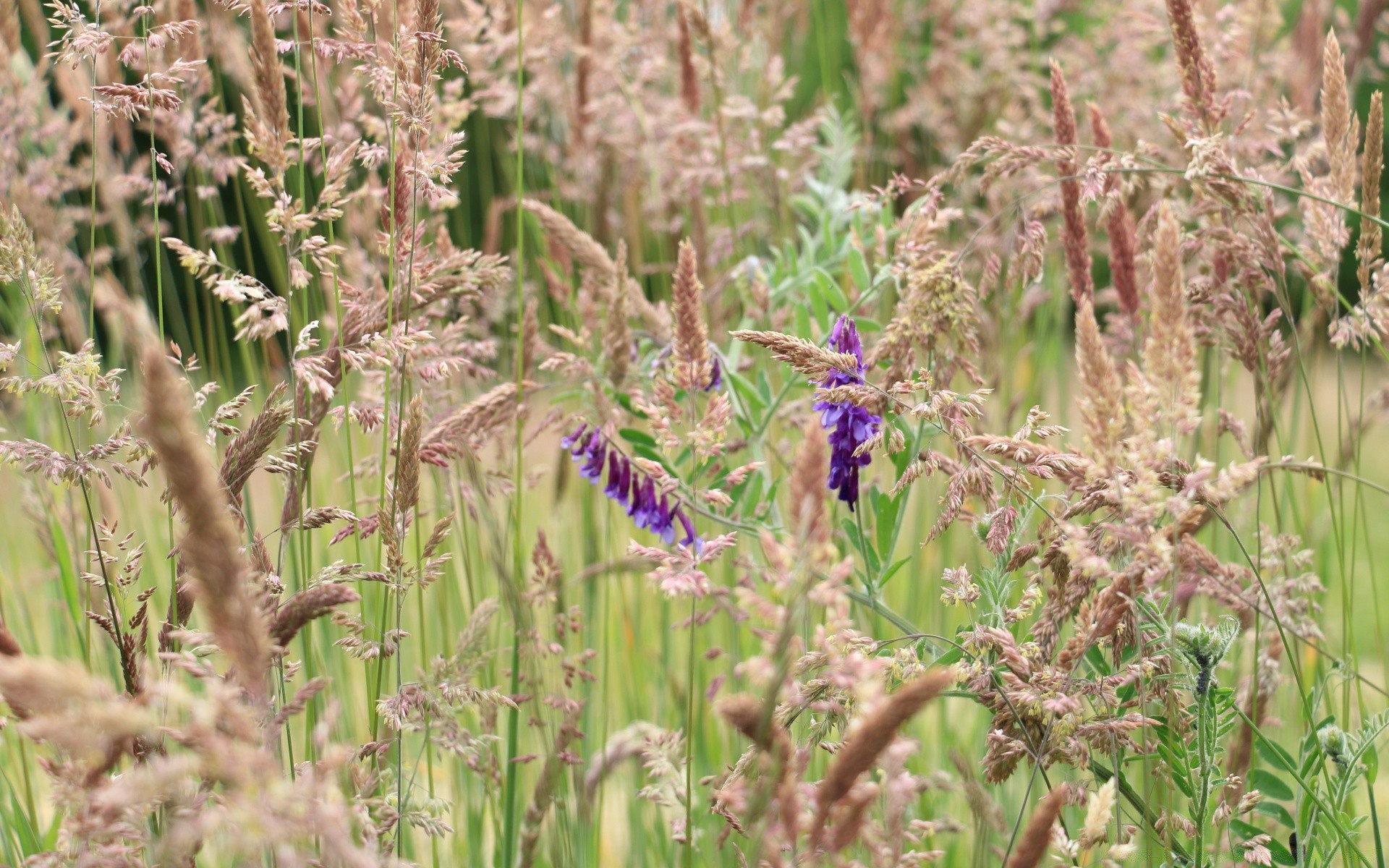 bokeh nature flora flower field rural summer leaf grass outdoors hayfield growth season agriculture countryside husk close-up herb blooming farm