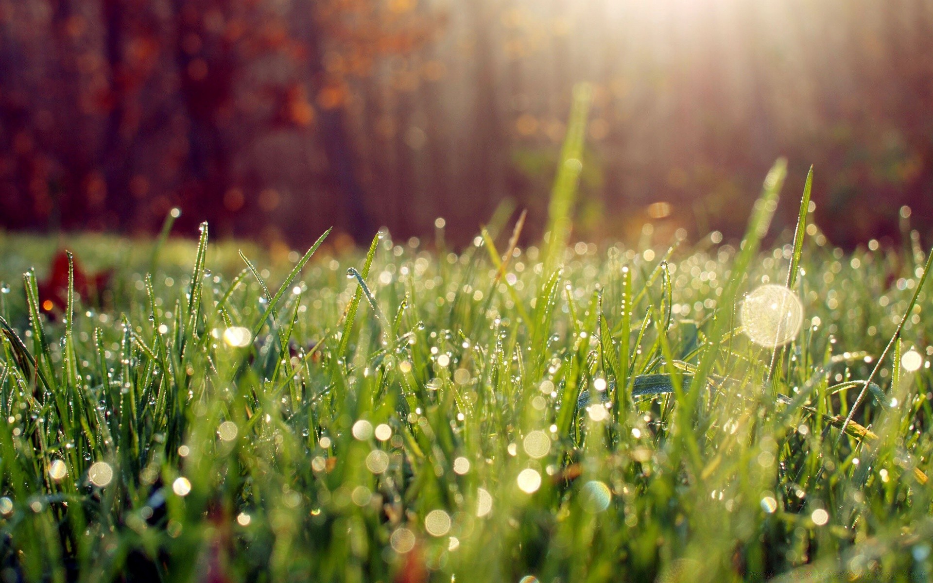 bokeh erba fieno campo natura estate sole alba flora bel tempo crescita rugiada prato rurale foglia giardino stagione fiore pioggia pascolo all aperto