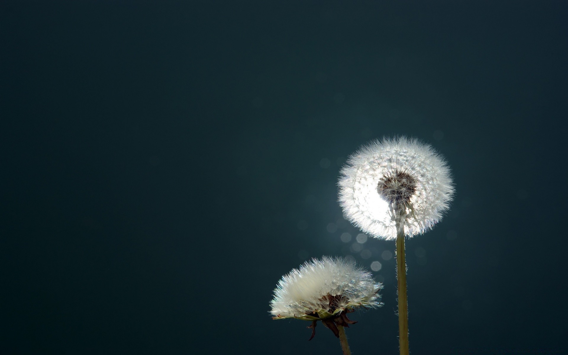 bokeh löwenzahn natur blume flaumig sanft im freien himmel hell wachstum sommer flora