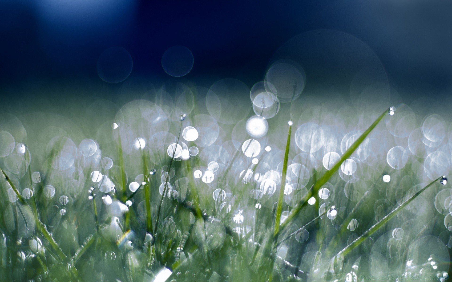 bokeh drop rain dew nature grass wet water flora hayfield lawn freshness desktop clear season color garden summer bright environment fair weather