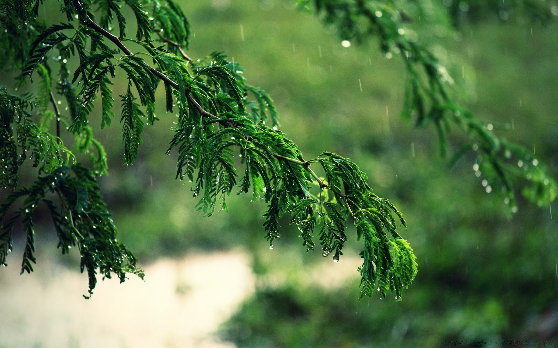 bokeh feuille nature arbre flore environnement extérieur croissance branche été bois jardin luxuriant fraîcheur pluie beau temps herbe lumière du jour lumineux couleur