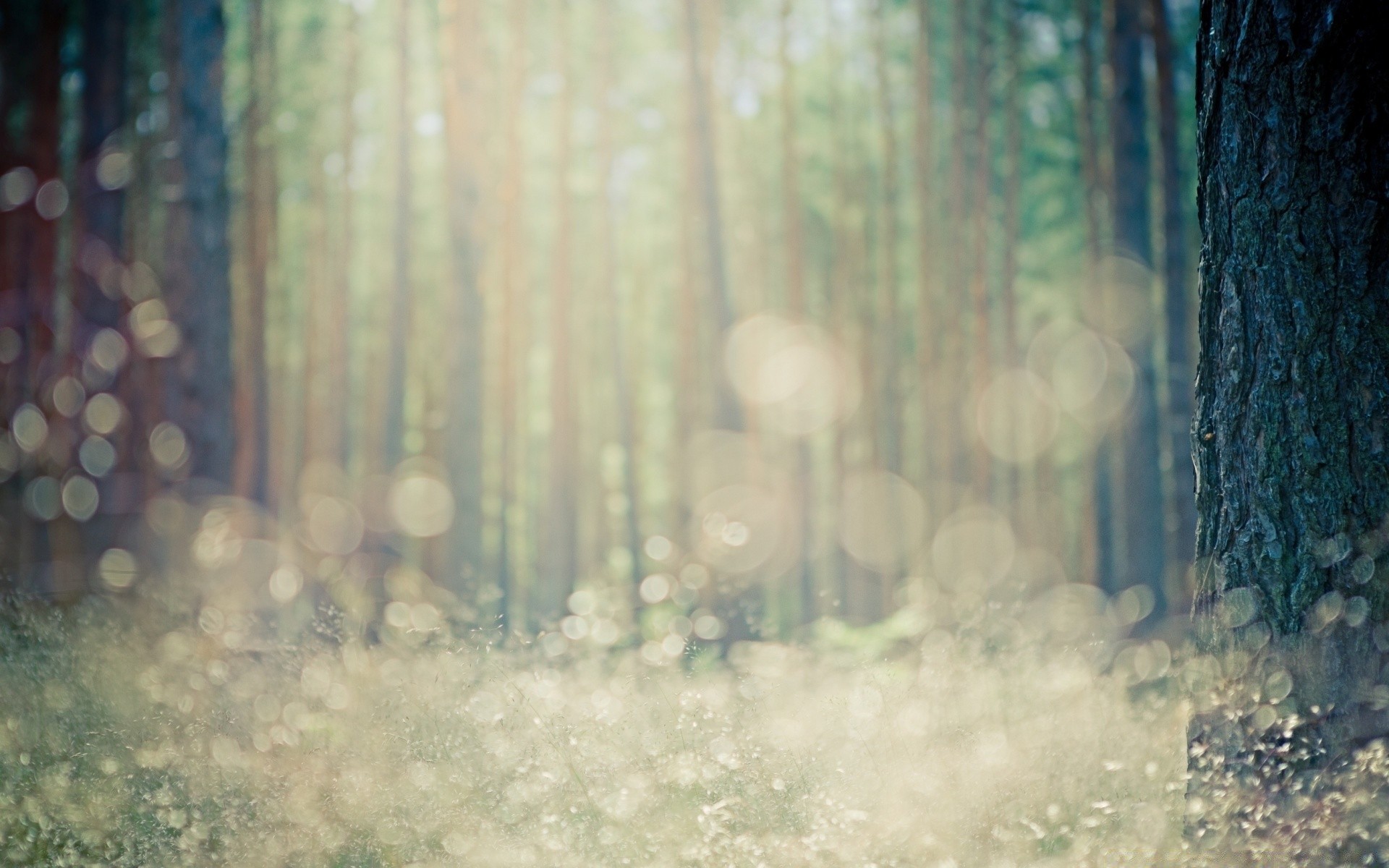 bokeh wood blur abstract tree winter desktop light texture landscape color fall snow park nature fog vintage