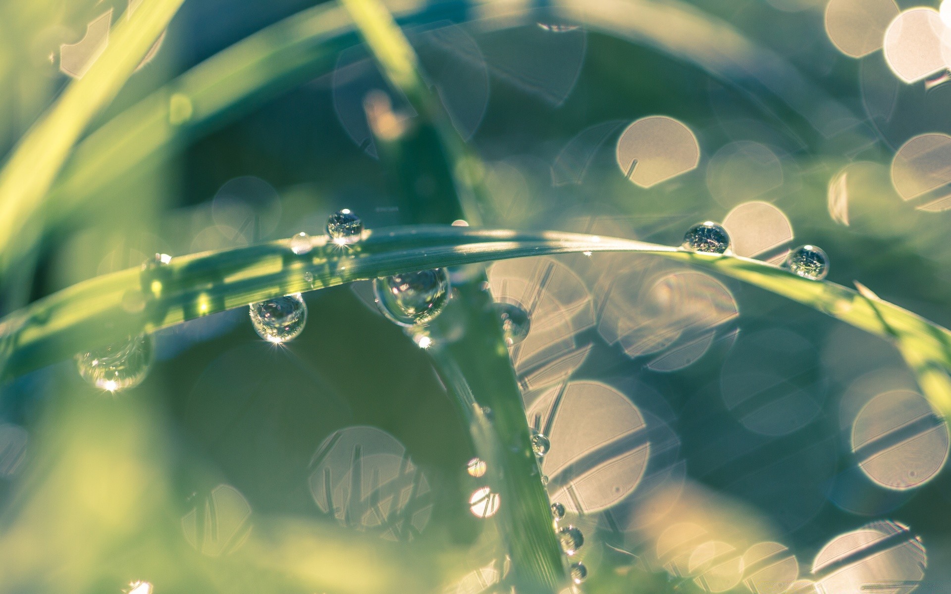 bokeh deszcz spadek woda rosa pulpit flora liść mokry natura streszczenie odbicie czysty ogród płyn kolor lato świeci czystość jasne środowisko