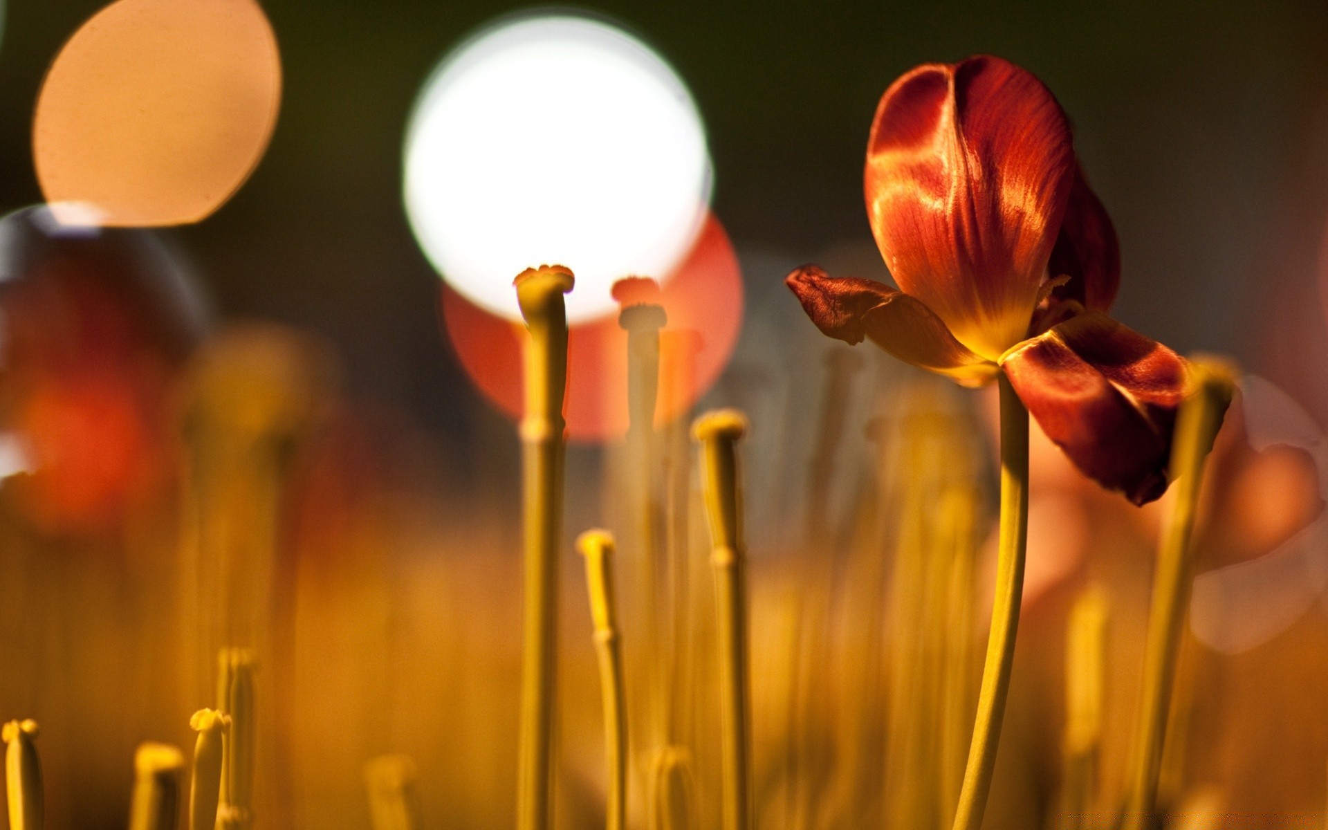 bokeh natur unschärfe blume hell