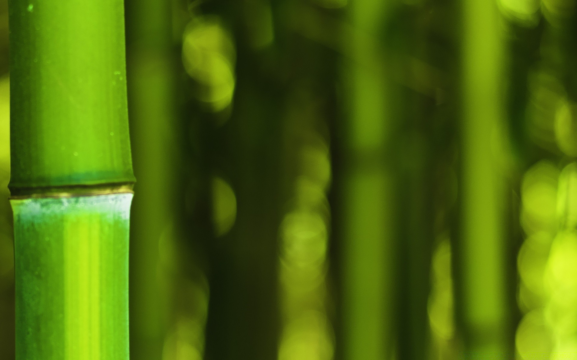 bokeh blatt bambus wachstum flora üppig natur unschärfe abstrakt garten tau regen tropfen hell desktop