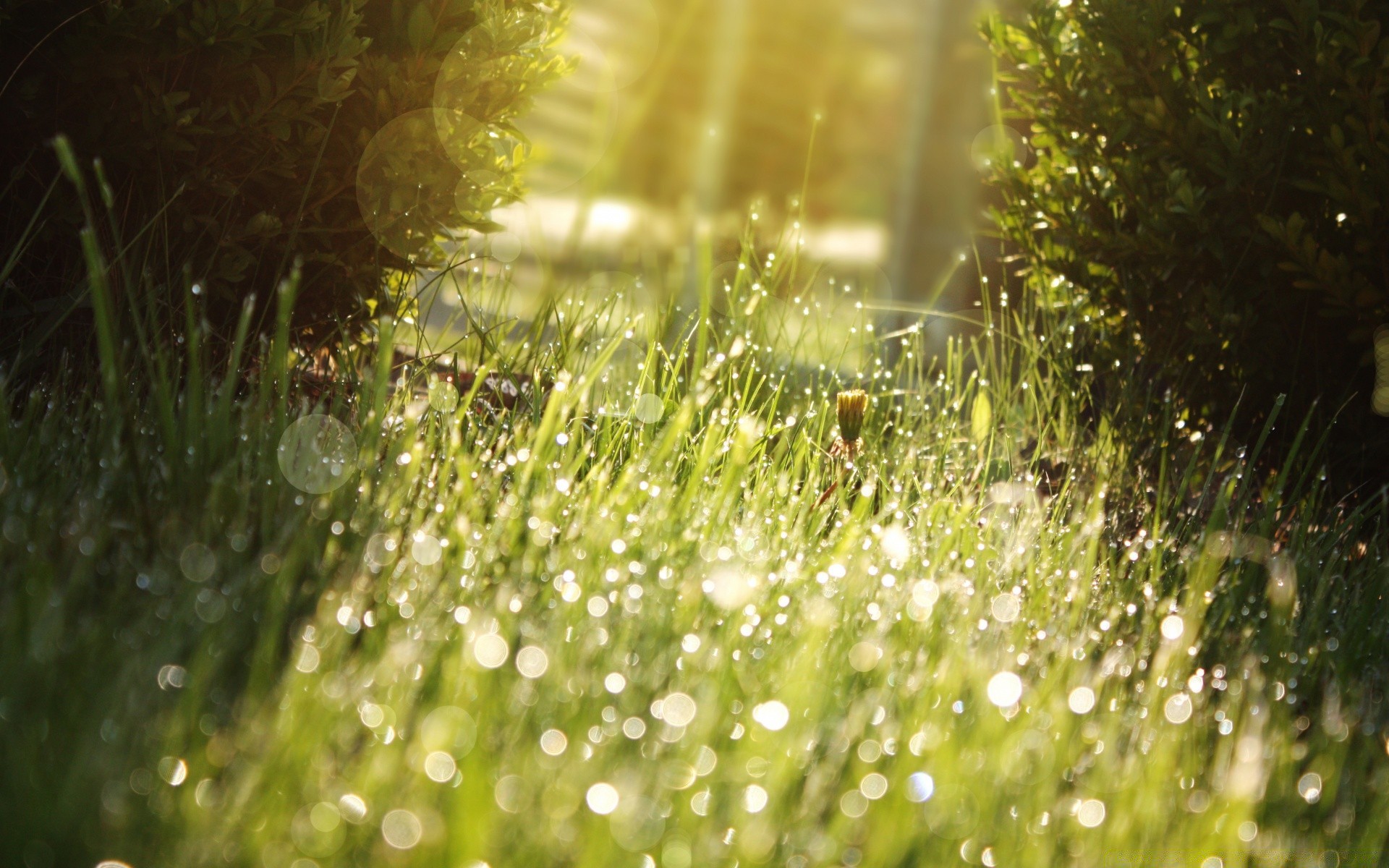 bokeh dew rain grass dawn nature drop blur bright wet garden water shining color growth summer lawn fair weather flora focus sun