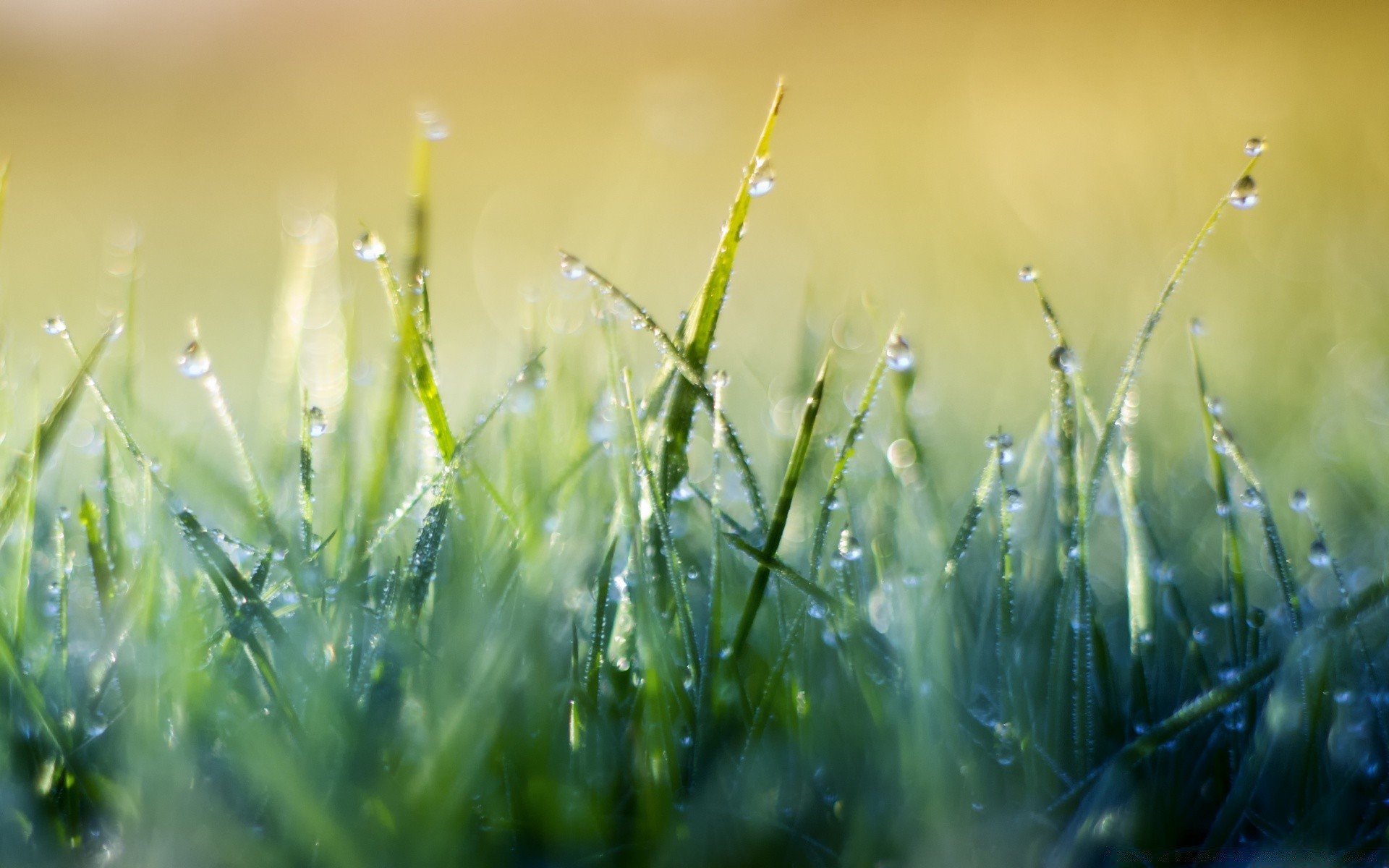 bokeh herbe rosée aube soleil pluie croissance pelouse nature champ foin été feuille chute flore beau temps luxuriante jardin rural lame