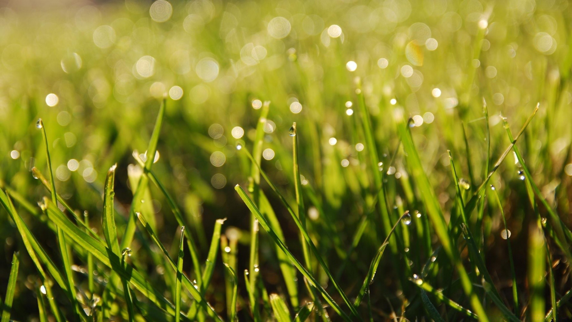 bokeh grass dew hayfield lawn dawn field flora drop rain nature summer garden growth leaf sun blade fair weather freshness lush rural